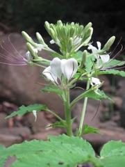 Cleome spinosa