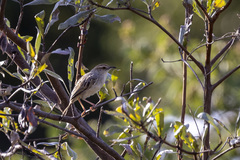 Cisticola rufilatus