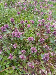 Lamium purpureum
