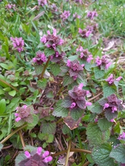 Lamium purpureum