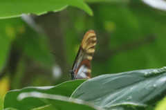 Greta alphesiboea