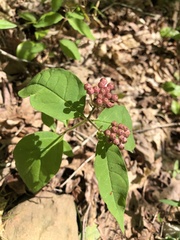 Asclepias quadrifolia