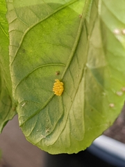 Heliconius charithonia
