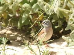 Curruca conspicillata