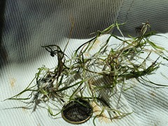 Althenia bilocularis