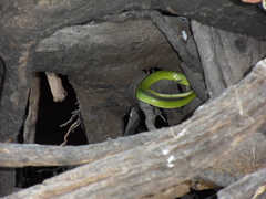 Philothamnus angolensis