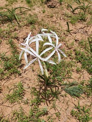 Crinum flaccidum