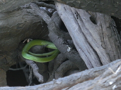 Philothamnus angolensis