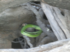 Philothamnus angolensis