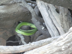 Philothamnus angolensis