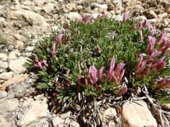 Trifolium nanum