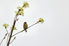 Carduelis carduelis