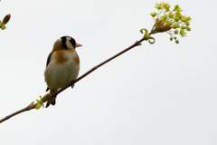 Carduelis carduelis