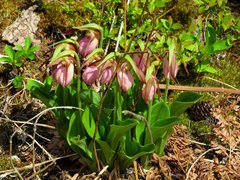 Cypripedium acaule image