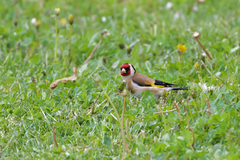 Carduelis carduelis