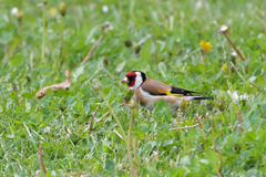 Carduelis carduelis