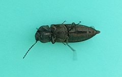 Cidnopus