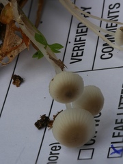 Mycena odorifera