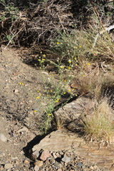 Calostephane divaricata