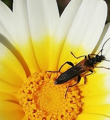 Oedemera simplex