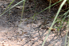 Aspidoscelis uniparens