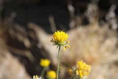 Calostephane divaricata