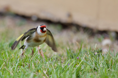 Carduelis carduelis