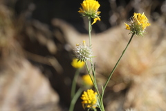 Calostephane divaricata