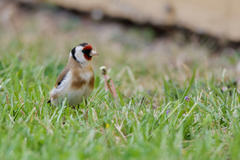 Carduelis carduelis