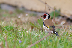 Carduelis carduelis