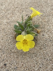 Diplacus vandenbergensis