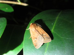 Diarsia pacifica