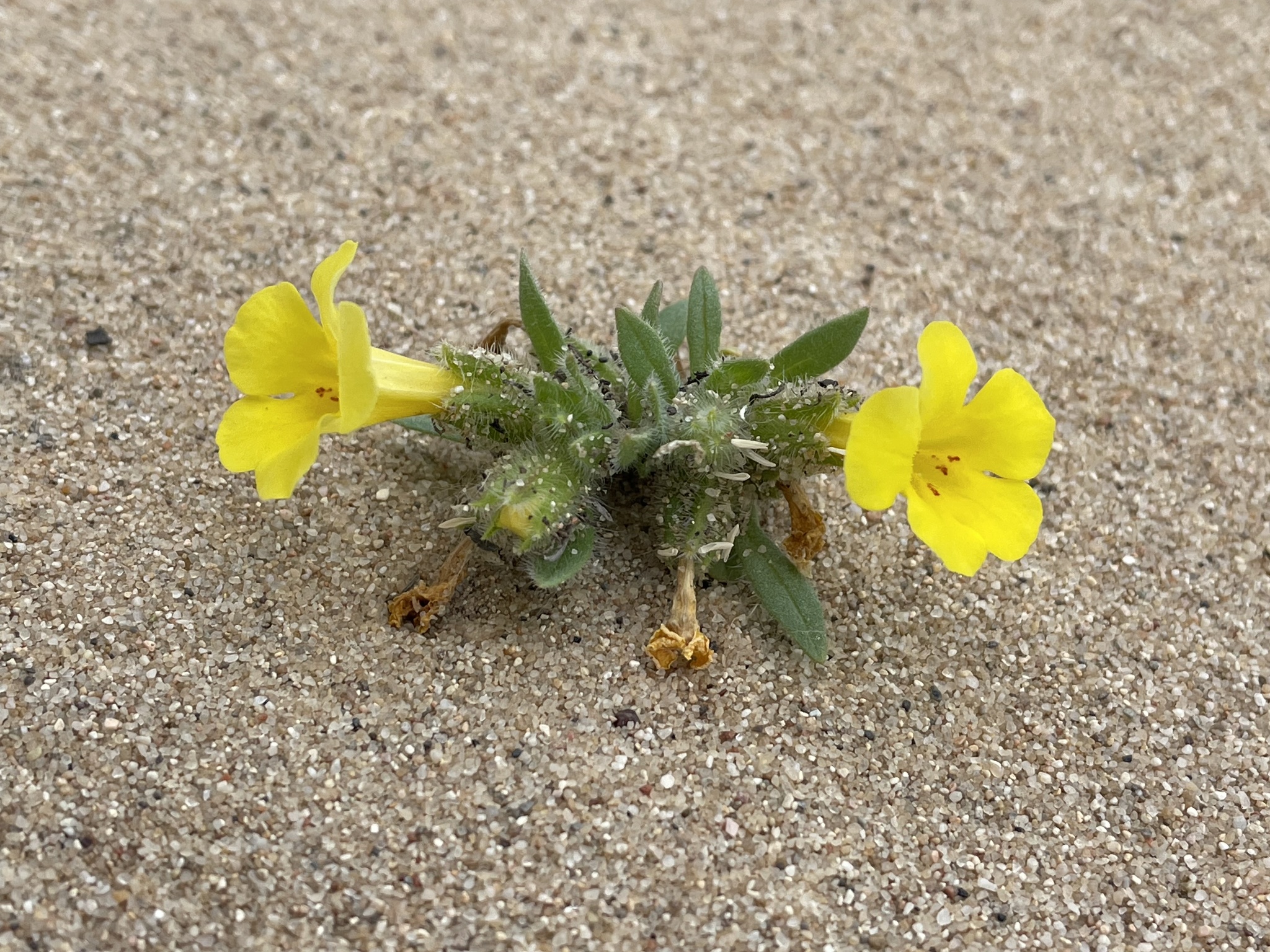 Diplacus vandenbergensis