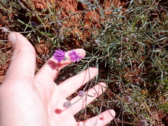 Angiospermae