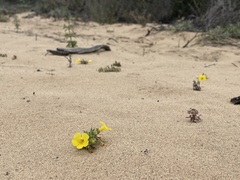 Diplacus vandenbergensis