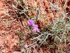 Angiospermae