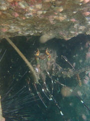 Panulirus stimpsoni