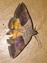 Plecopterodes moderata