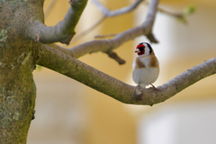 Carduelis carduelis