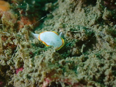 Diaphorodoris