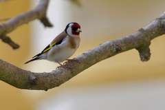 Carduelis carduelis