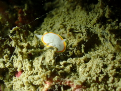 Diaphorodoris