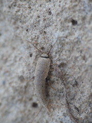 Ctenolepisma ciliatum
