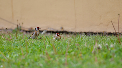 Carduelis carduelis