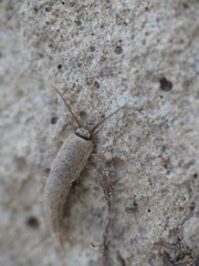 Ctenolepisma ciliatum