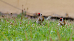 Carduelis carduelis