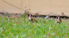 Carduelis carduelis