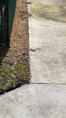 Leiocephalus carinatus