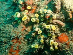 Cladopsammia eguchii