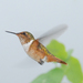 Scintillant Hummingbird - Photo (c) Carol Foil, some rights reserved (CC BY-NC-ND)